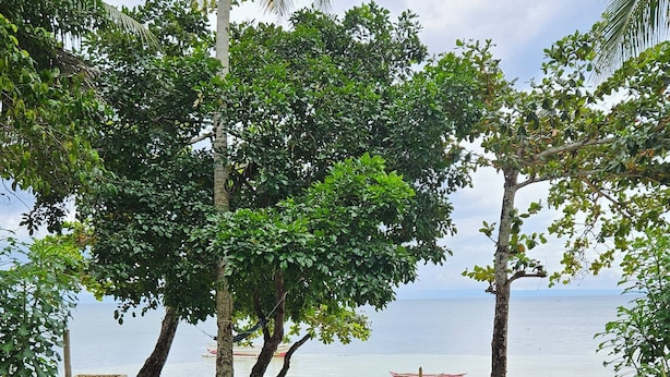 Un sendero pavimentado que lleva a una playa con palmeras y vistas al mar.