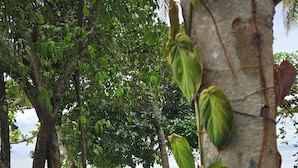 Un área de estar al aire libre con mesas y bancos de madera, rodeada de árboles y vista al mar.