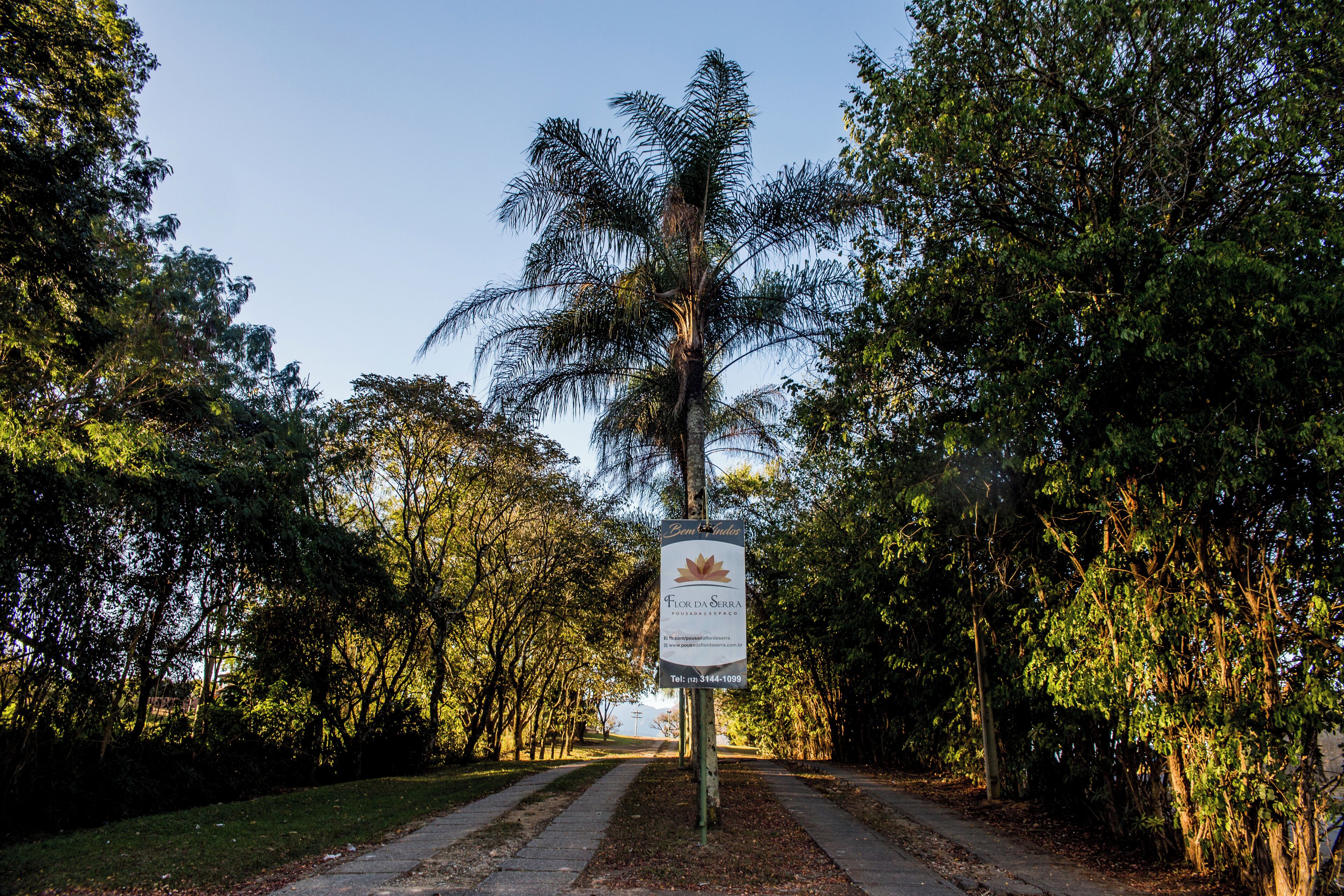 A signpost in a park with a palm tree and dense foliage.