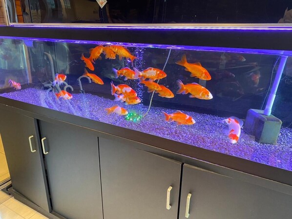 Um aquário com vários peixinhos dourados e um sistema de filtragem.