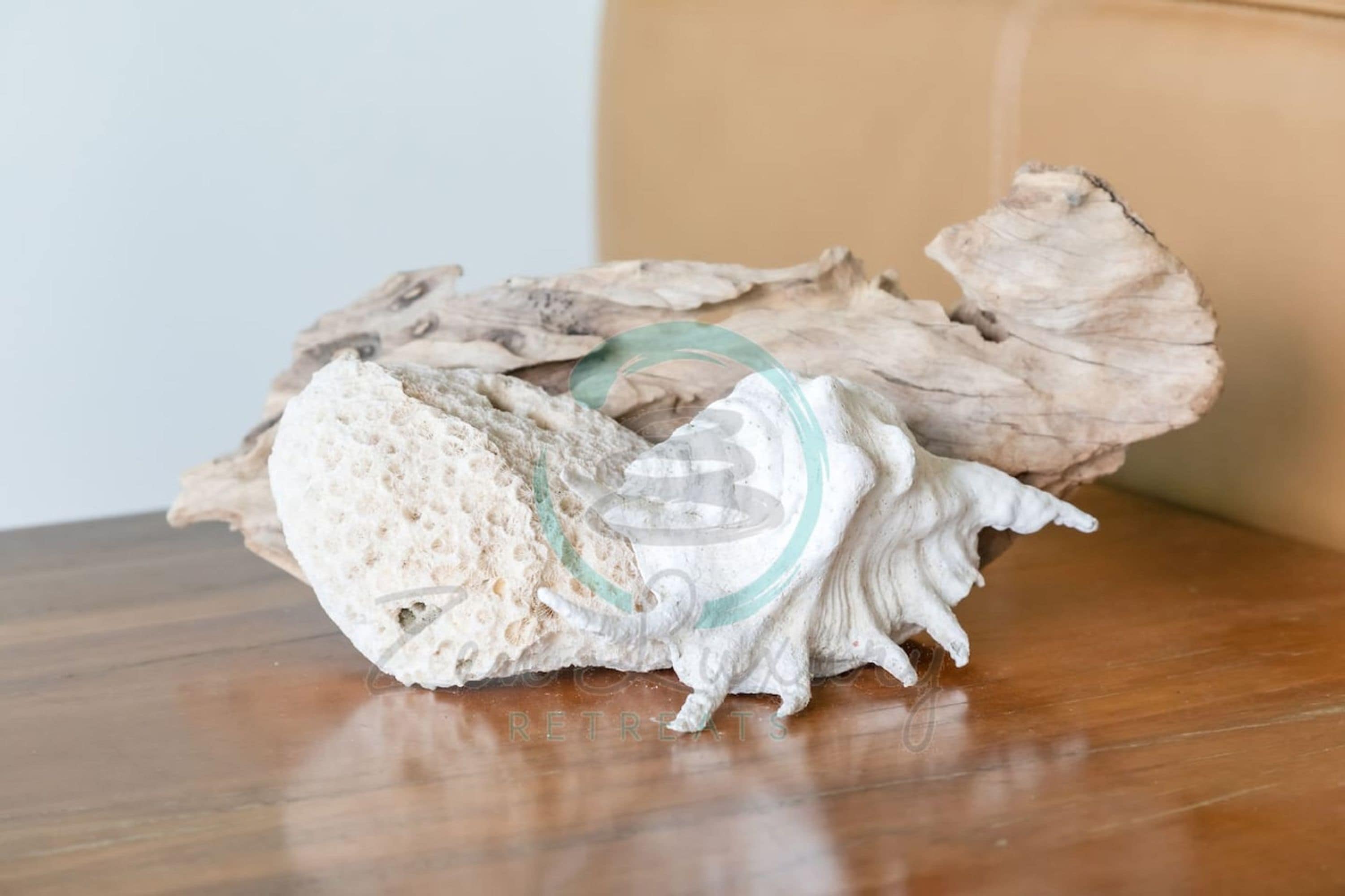 A piece of driftwood on a wooden surface.