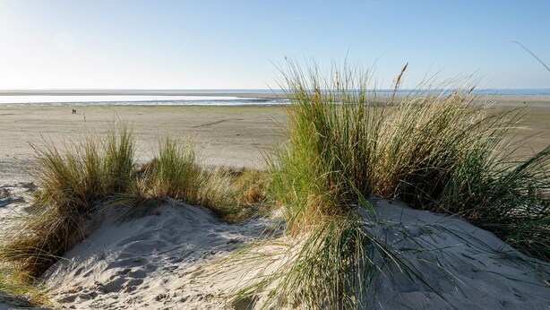 Una playa con dunas de arena y vegetación escasa.