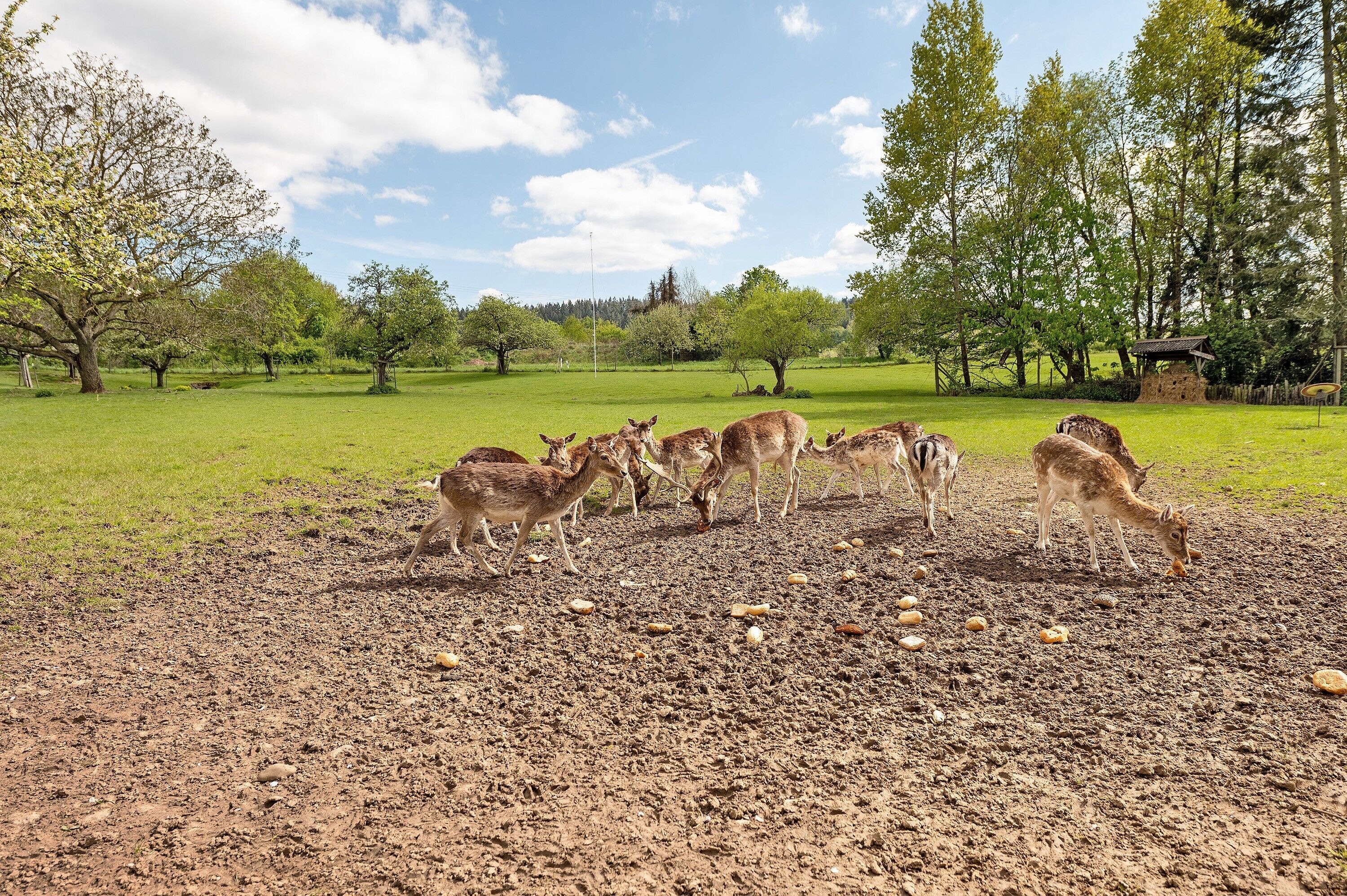A group of deer in a grassy field with trees and a clear sky.