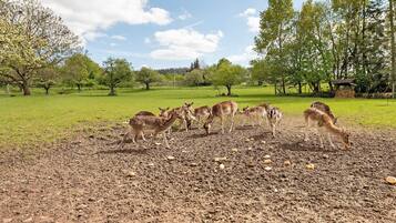A group of deer in a grassy field with trees and a clear sky.