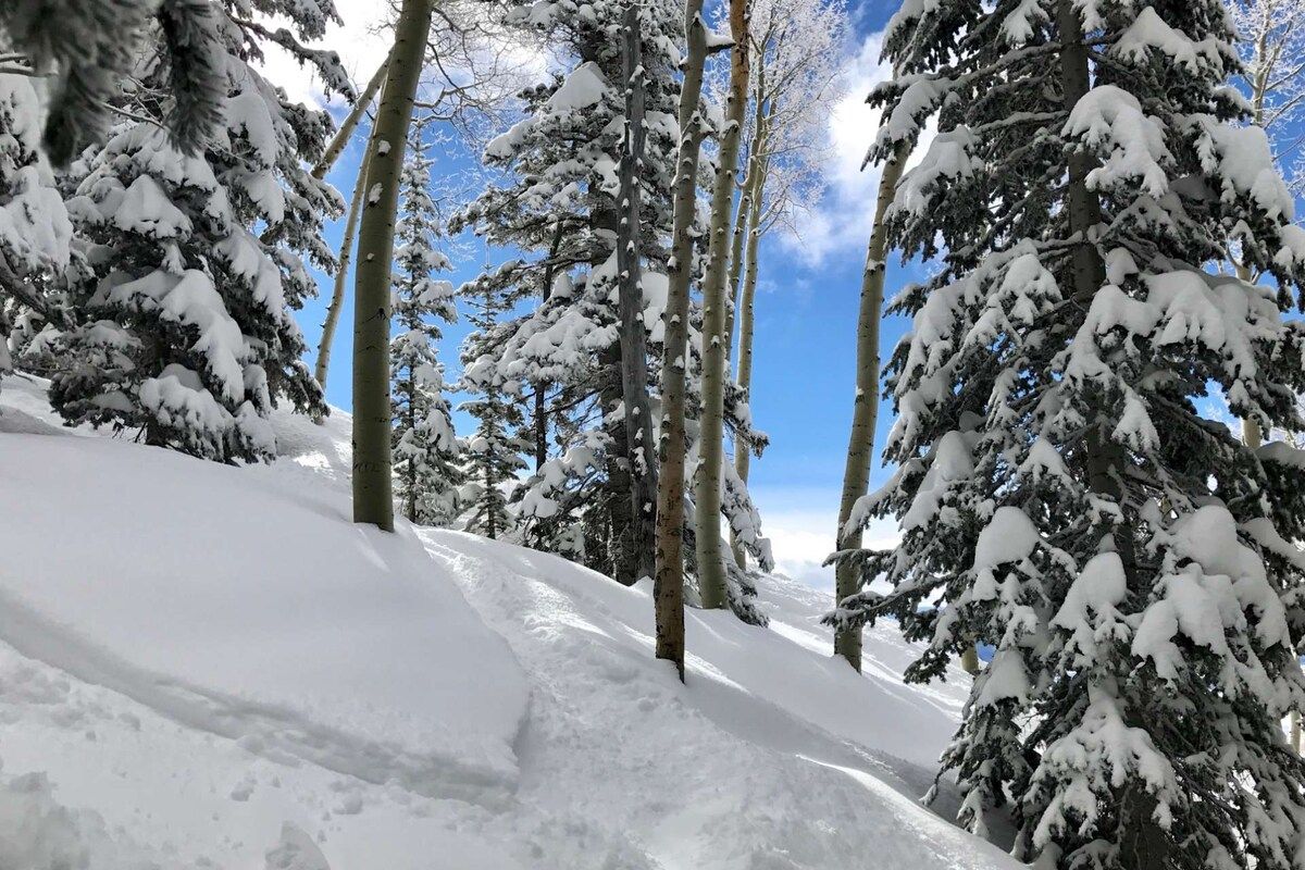 Een besneeuwd bos met een heldere lucht.
