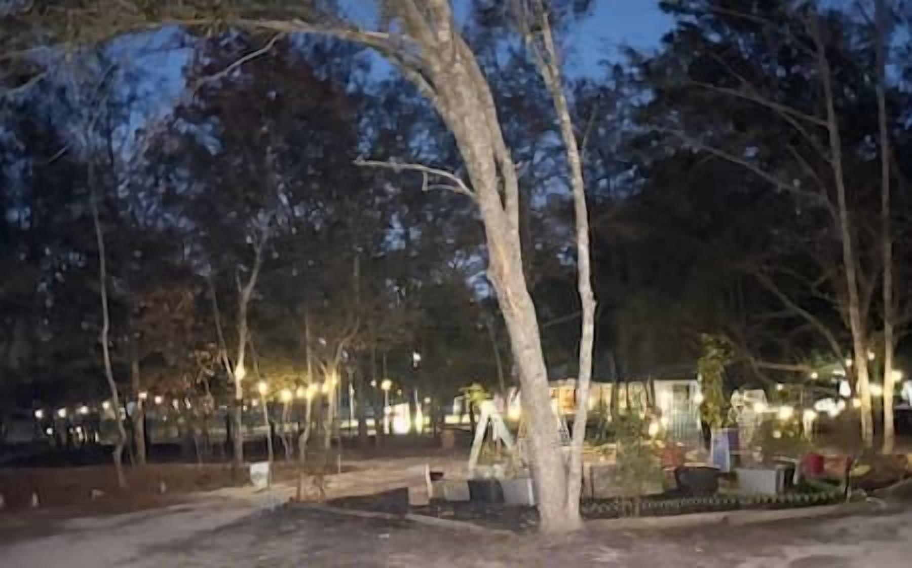 A paved pathway surrounded by trees and street lamps.