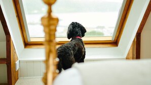 Een hond kijkt door een dakraam.