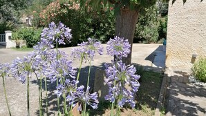 A garden with a large tree and purple flowers. - Charming Quiet House in Reynes Close to Les Cures and the Côte Vermeille (Reynes)