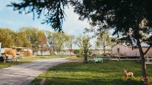 A rural landscape with a dirt road, a wooden barn, and a deer in the grass. - RV Glamping w/ Cowboy Tub, Lawn Games & Firepit (Hastings County)