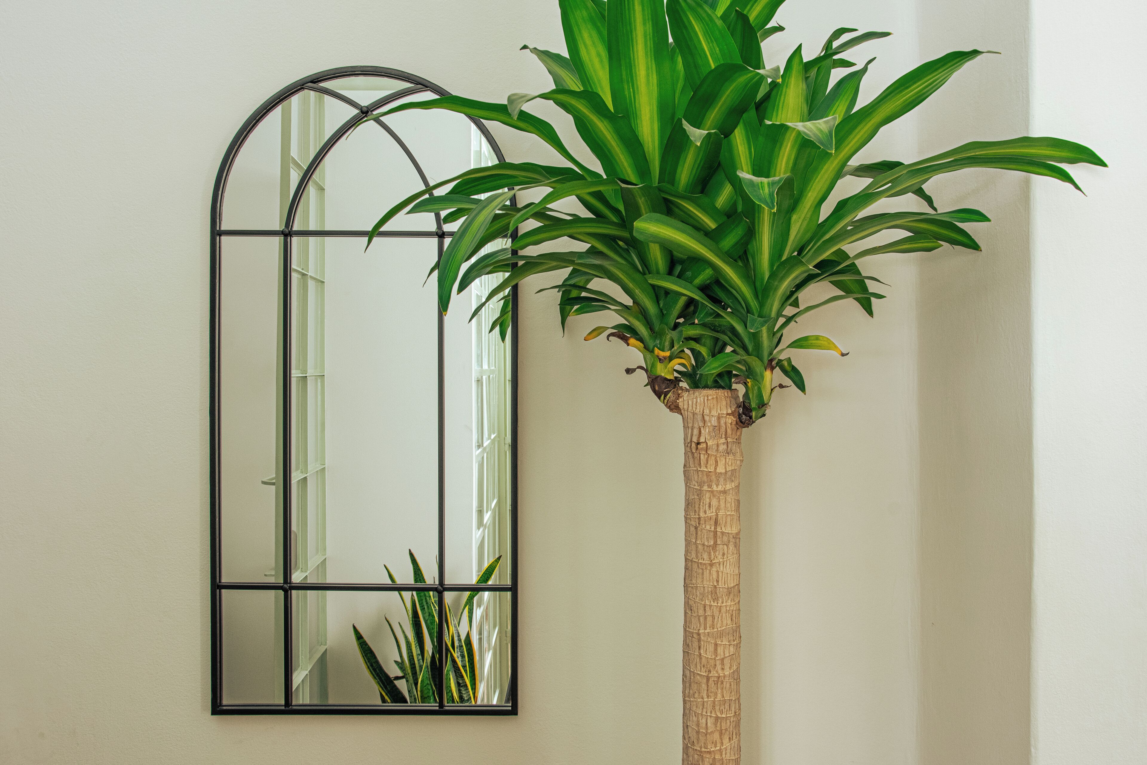 Una planta alta en test amb un mirall fixat a la paret.