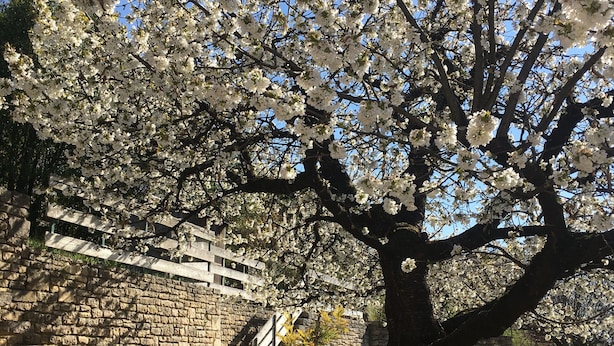 Un muro de piedra con un árbol en plena floración, una escalera de madera y plantas en macetas.