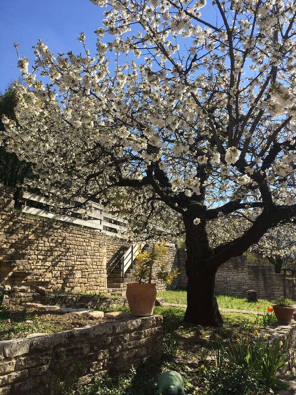 Property grounds - Little gîte in the center of Barjac Chez Art et Hasards
(Barjac)