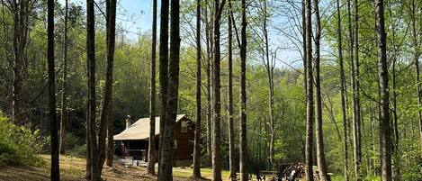 A cabin surrounded by tall trees in a forest.
