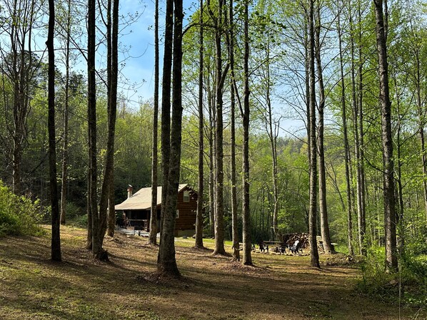 A cabin surrounded by tall trees in a forest.