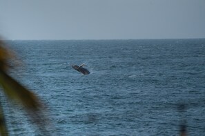 A view of the ocean with a bird flying over the water. - LOS CORALES (Máncora)