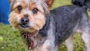 A small dog with a brown and black coat standing on grass.