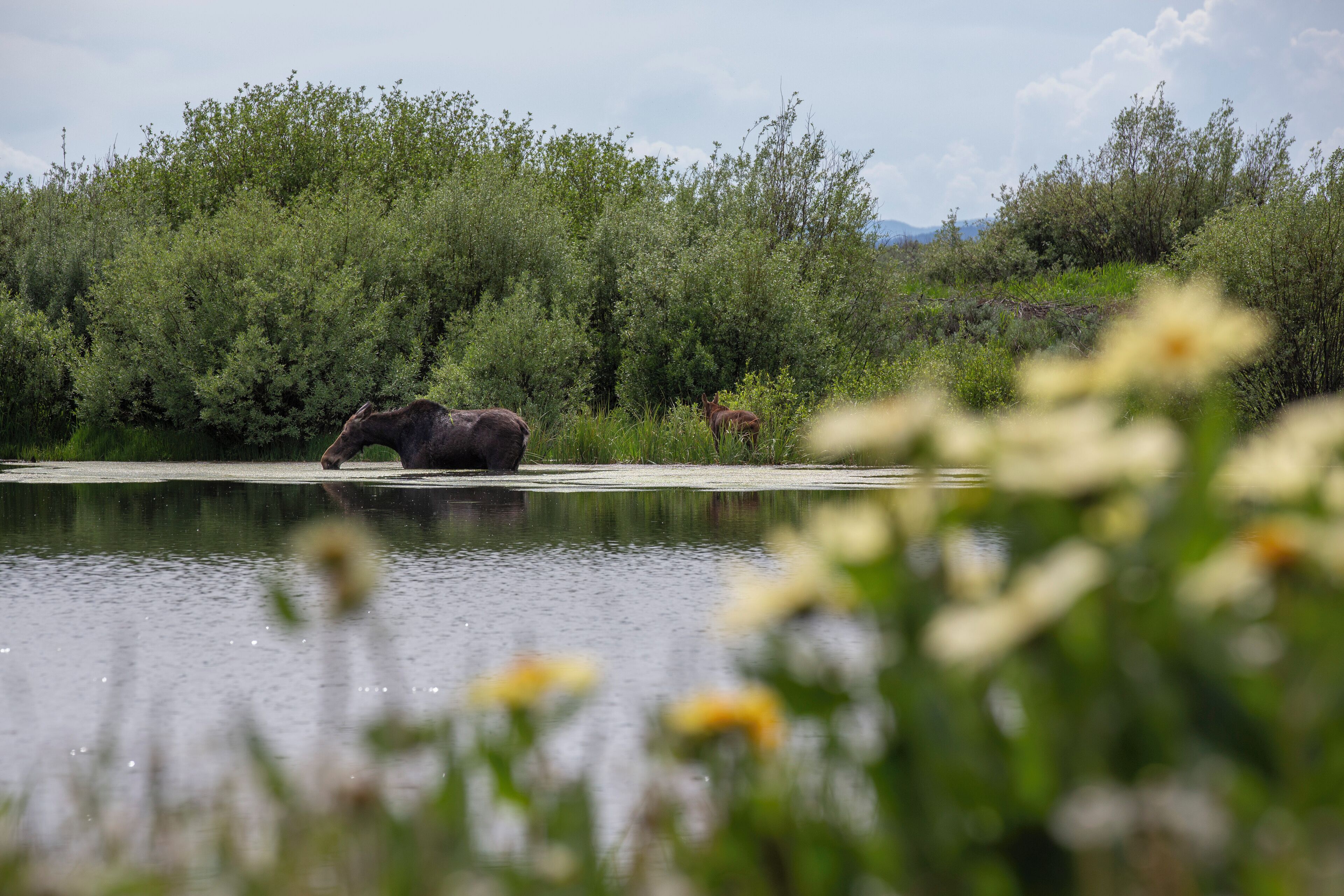 Un paisaje natural con un cuerpo de agua, vegetación densa y un alce a lo lejos.