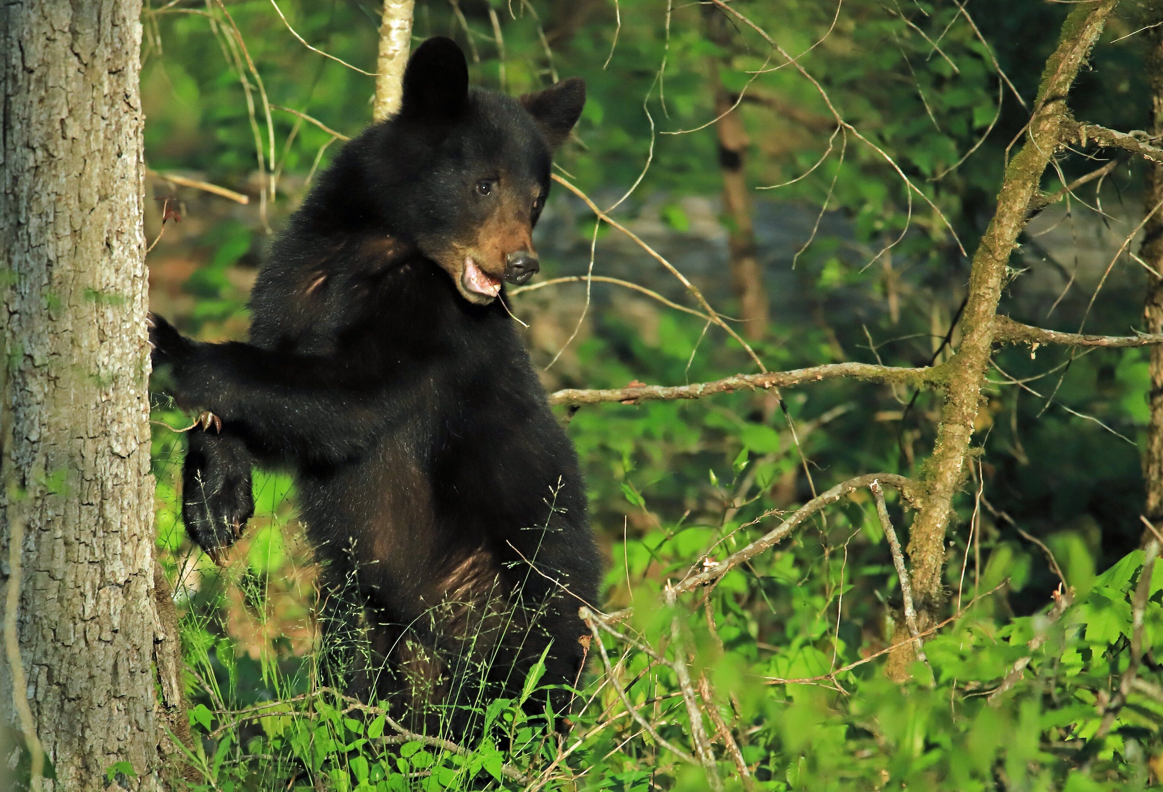 A bear standing on its hind legs in a forested area.