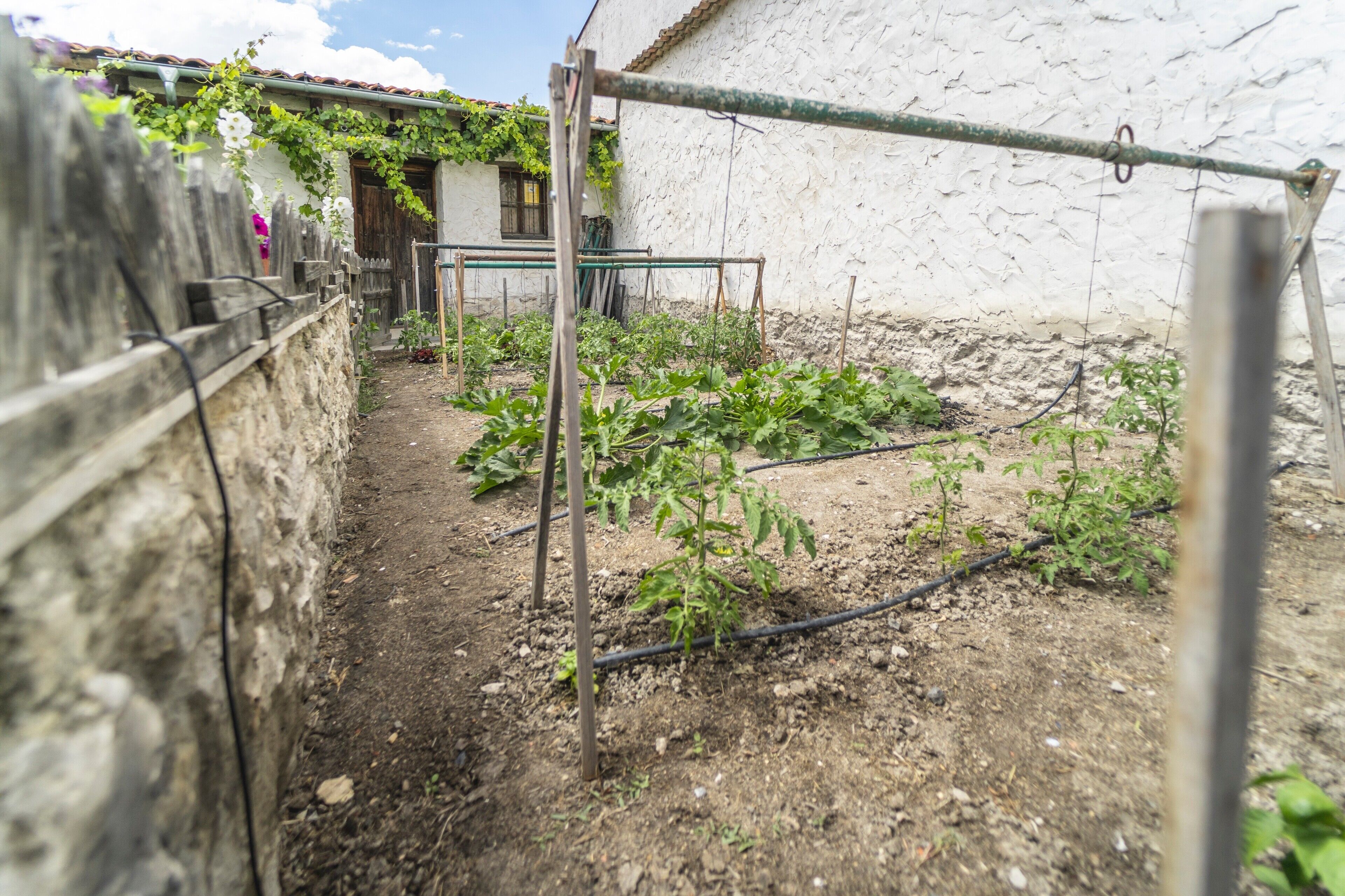 Ein Garten mit Pflanzen und einem Holzzaun.