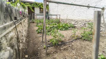 Ein Garten mit Pflanzen und einem Holzzaun.