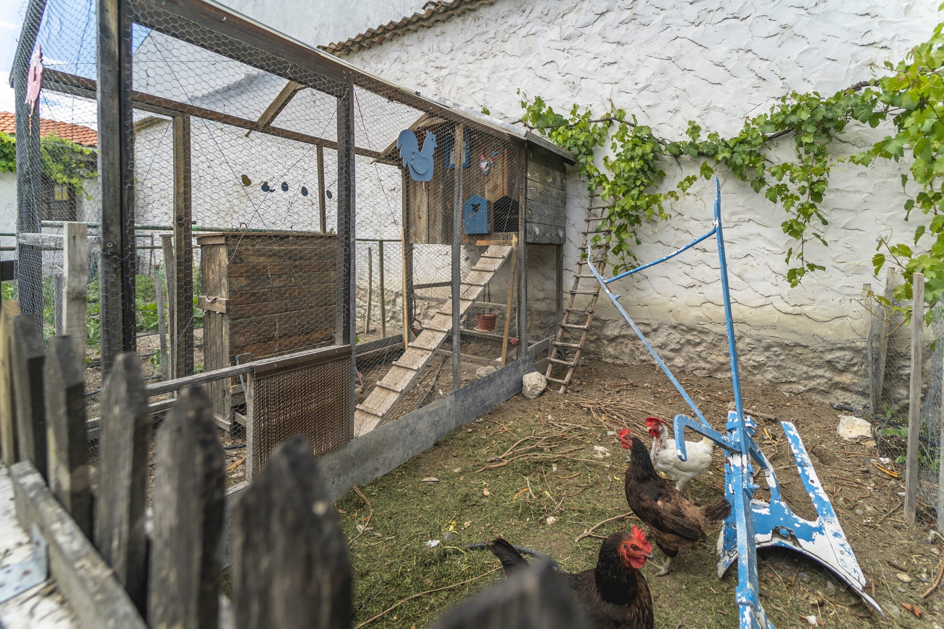 A rustic chicken coop with a wooden staircase, a blue tractor, and a white wall with ivy.