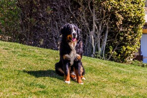 Um cão sentado na relva com árvores ao fundo.