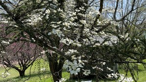 Un árbol con flores blancas en un área cubierta de césped.