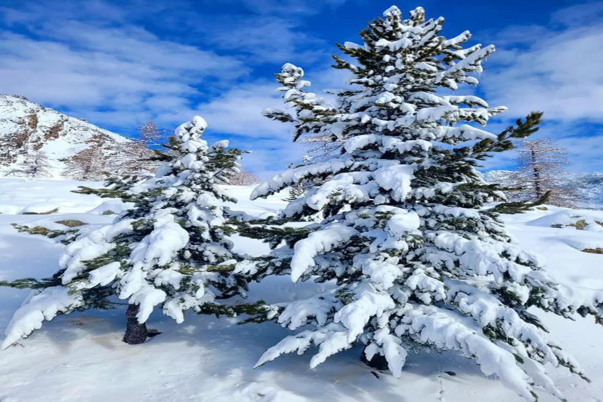 Ein mit Schnee bedeckter Nadelbaum in einer Berglandschaft.