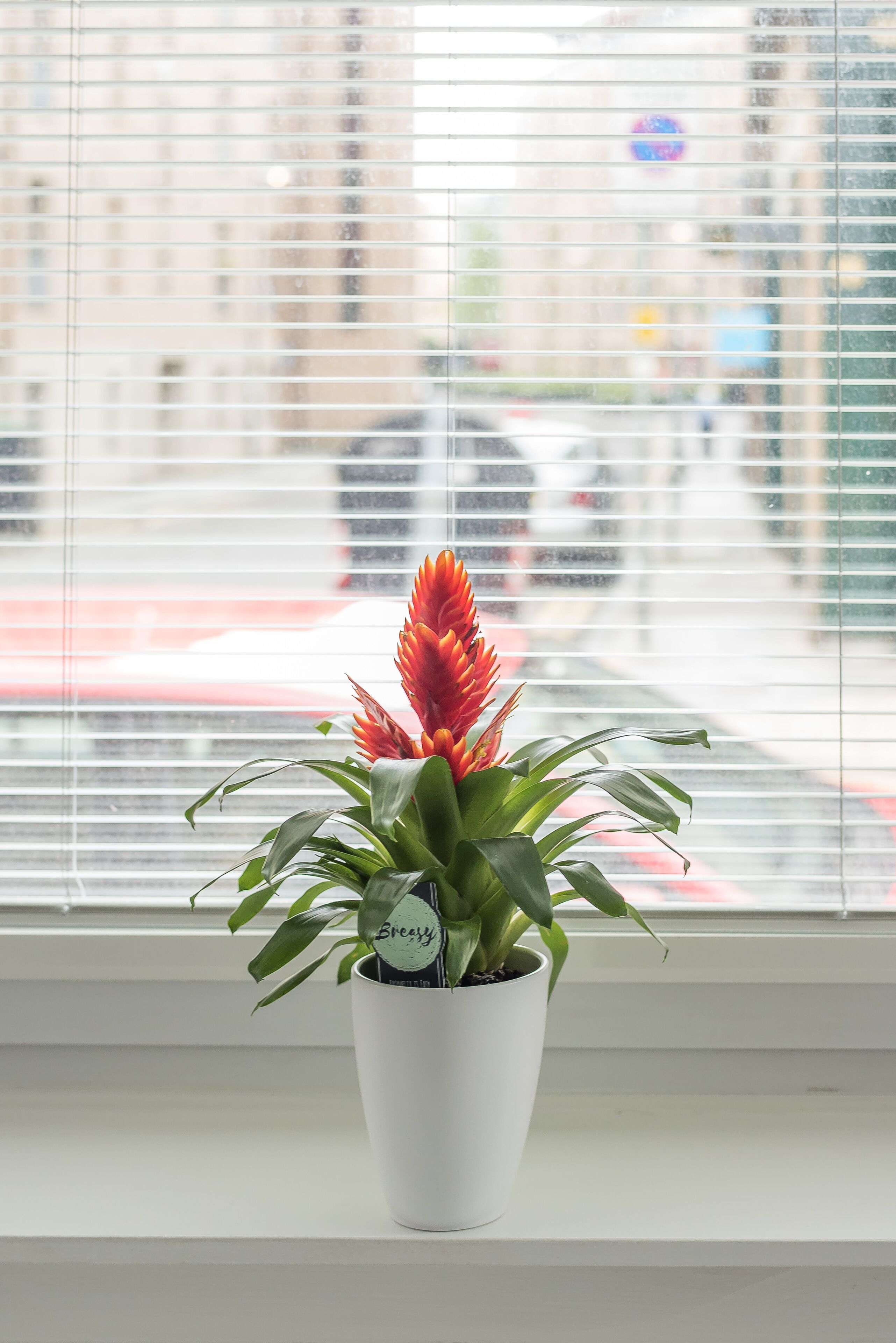 A potted plant with a label on a windowsill.