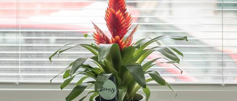 A potted plant with a label on a windowsill.