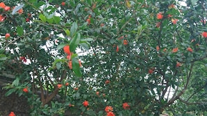 Unclassified image, 5 of 8, button - CasaMia B&B (Riola Sardo)