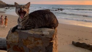 A cat on a stone structure by the beach with the ocean and a sunset in the background. - Charmante Villa vue mer (Tanger)