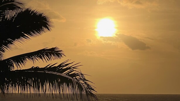 Un coucher de soleil sur l’océan, avec des palmiers se découpant en silhouette sur le ciel.