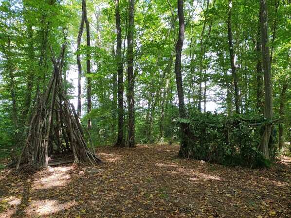 A forested area with tall trees and a ground covered in fallen leaves.