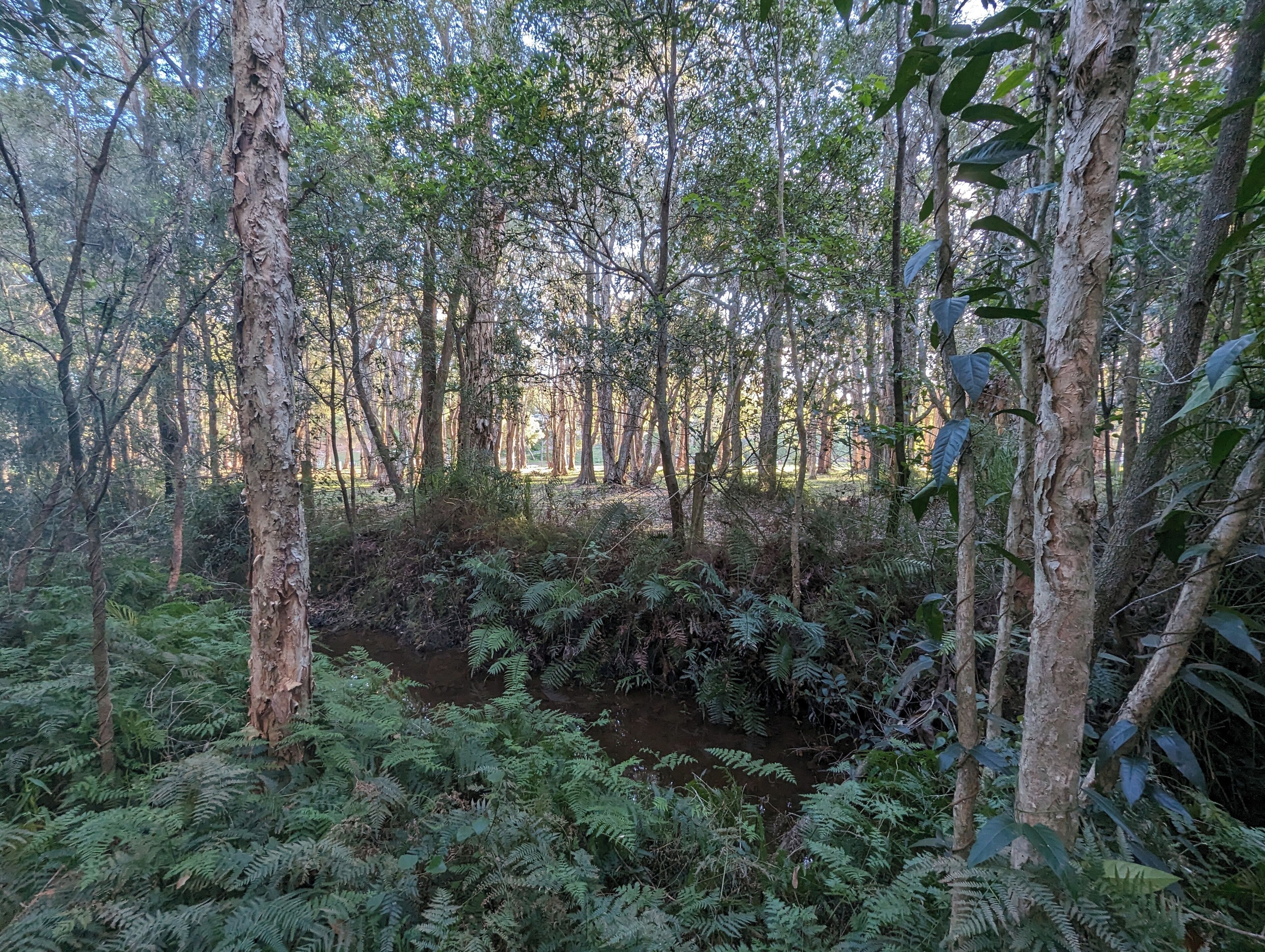 A dense forest with tall trees and ferns.
