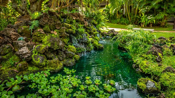 A lush garden with a small waterfall, surrounded by rocks and greenery.