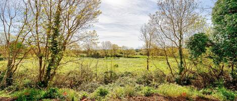 A rural landscape with trees, a field, and a clear sky.