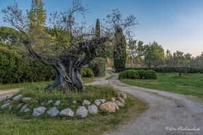 Ein Kiesweg führt durch einen angelegten Garten mit einem großen Baum und ordentlich geschnittenen Büschen.