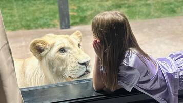 Una persona apoyada en una ventana con vista a un león.