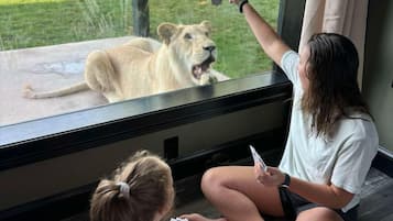 Two people sitting on the floor by a window, looking at a lion through the glass.