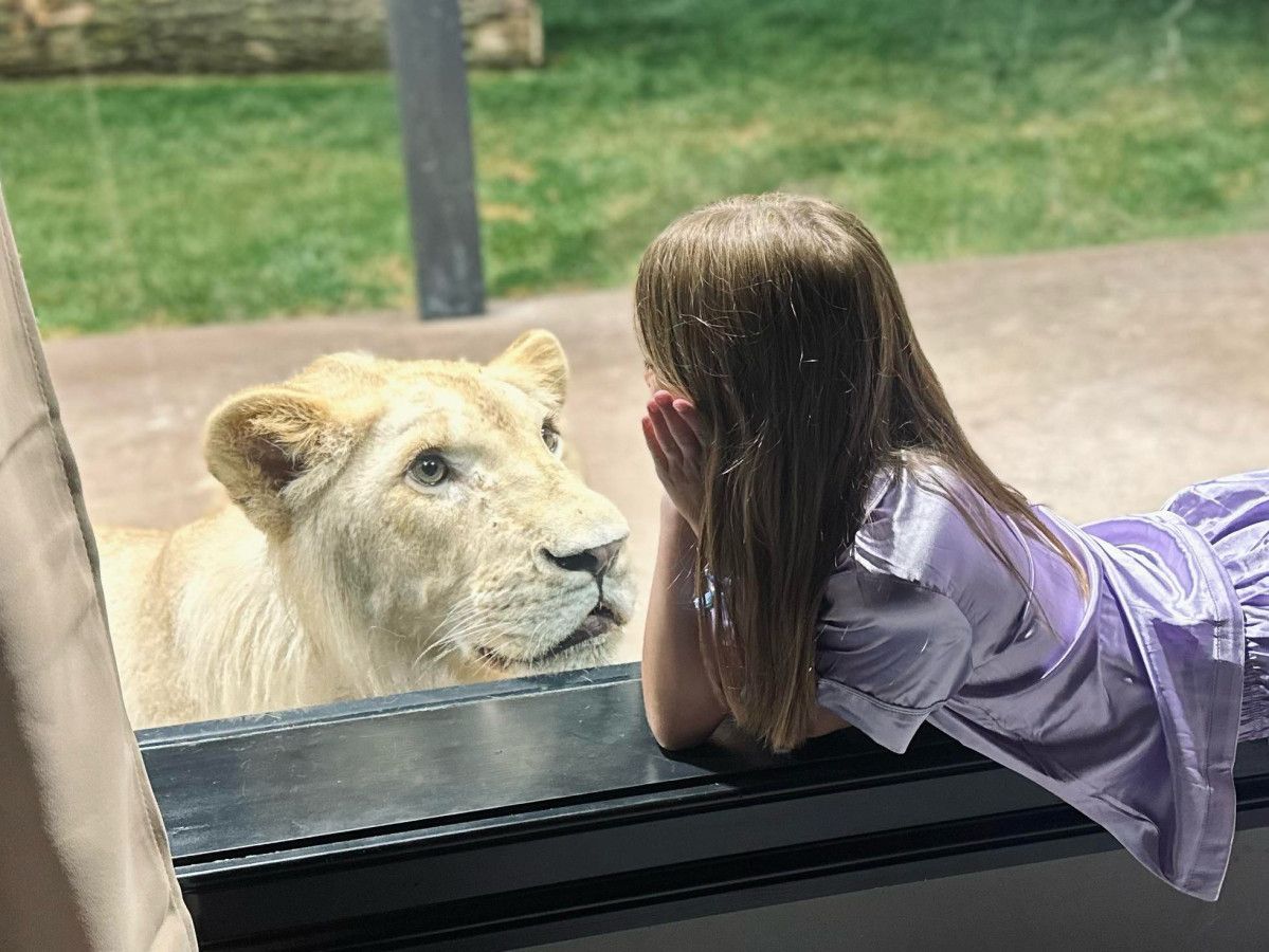 Une personne appuyée à une fenêtre, d’où l’on peut voir un lion.