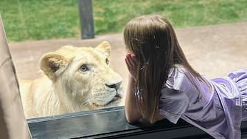Une personne appuyée à une fenêtre, d’où l’on peut voir un lion.