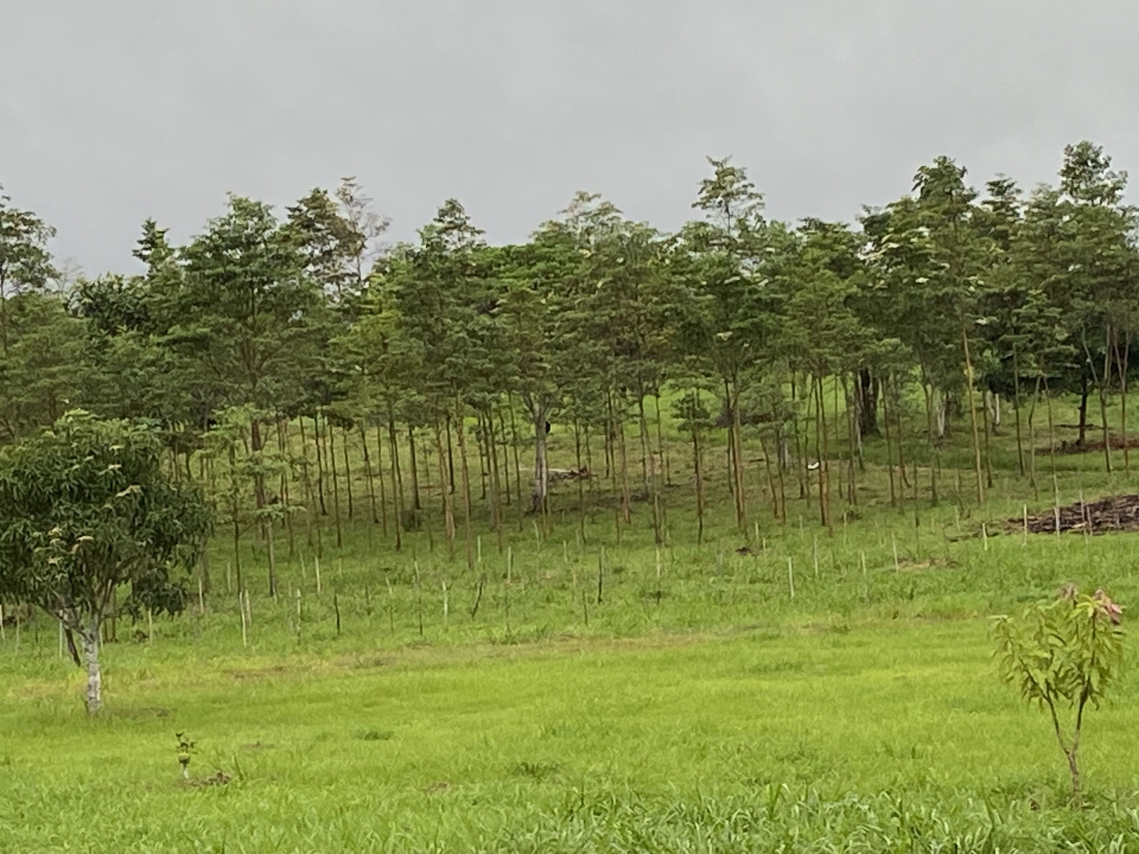 Un prato erboso con alberi sparsi e cielo sereno.