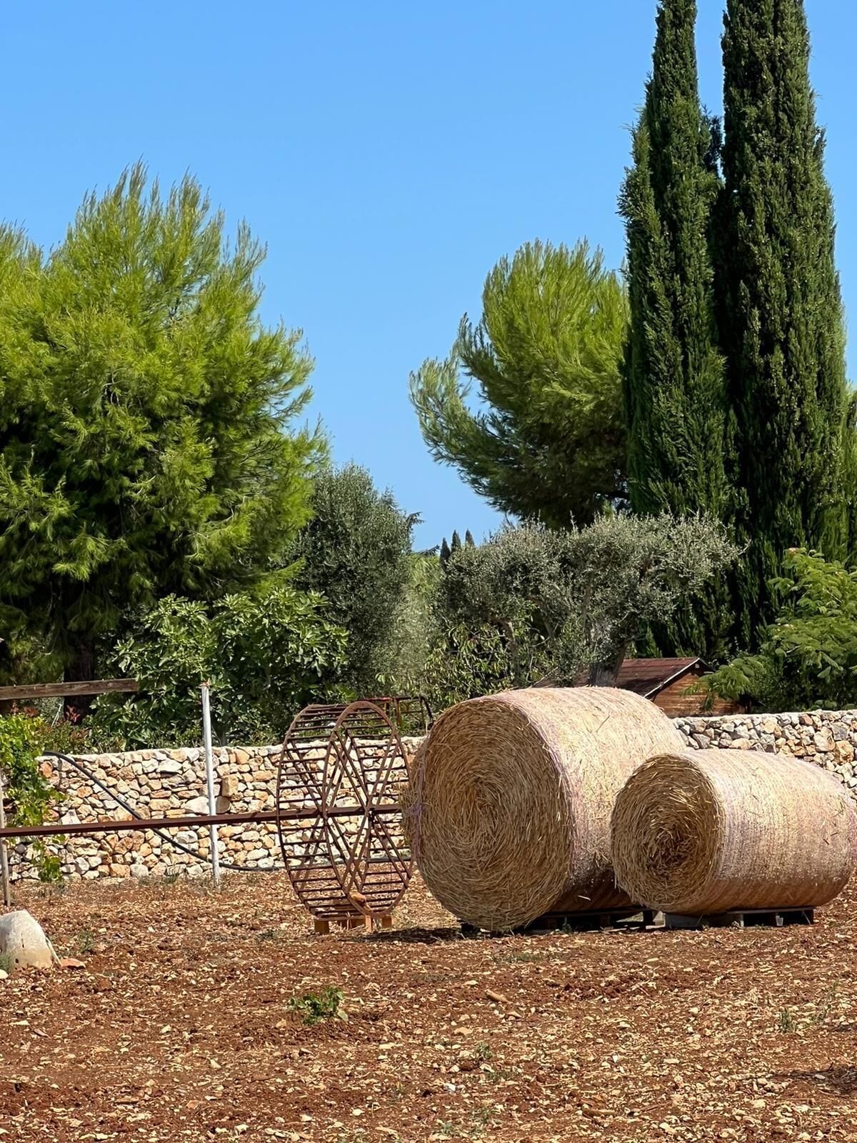 Fardos de feno numa quinta com um muro de pedra e árvores ao fundo.
