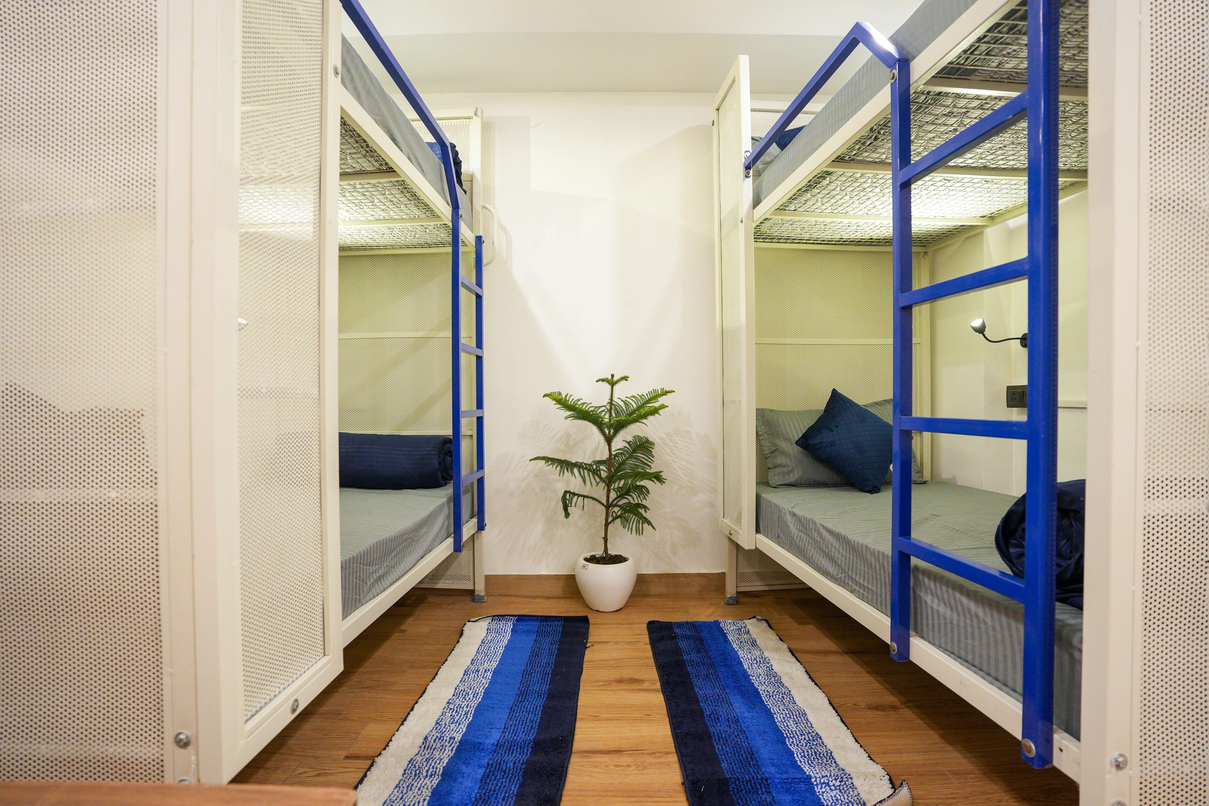 A compact room with bunk beds, a potted plant, and a striped rug.