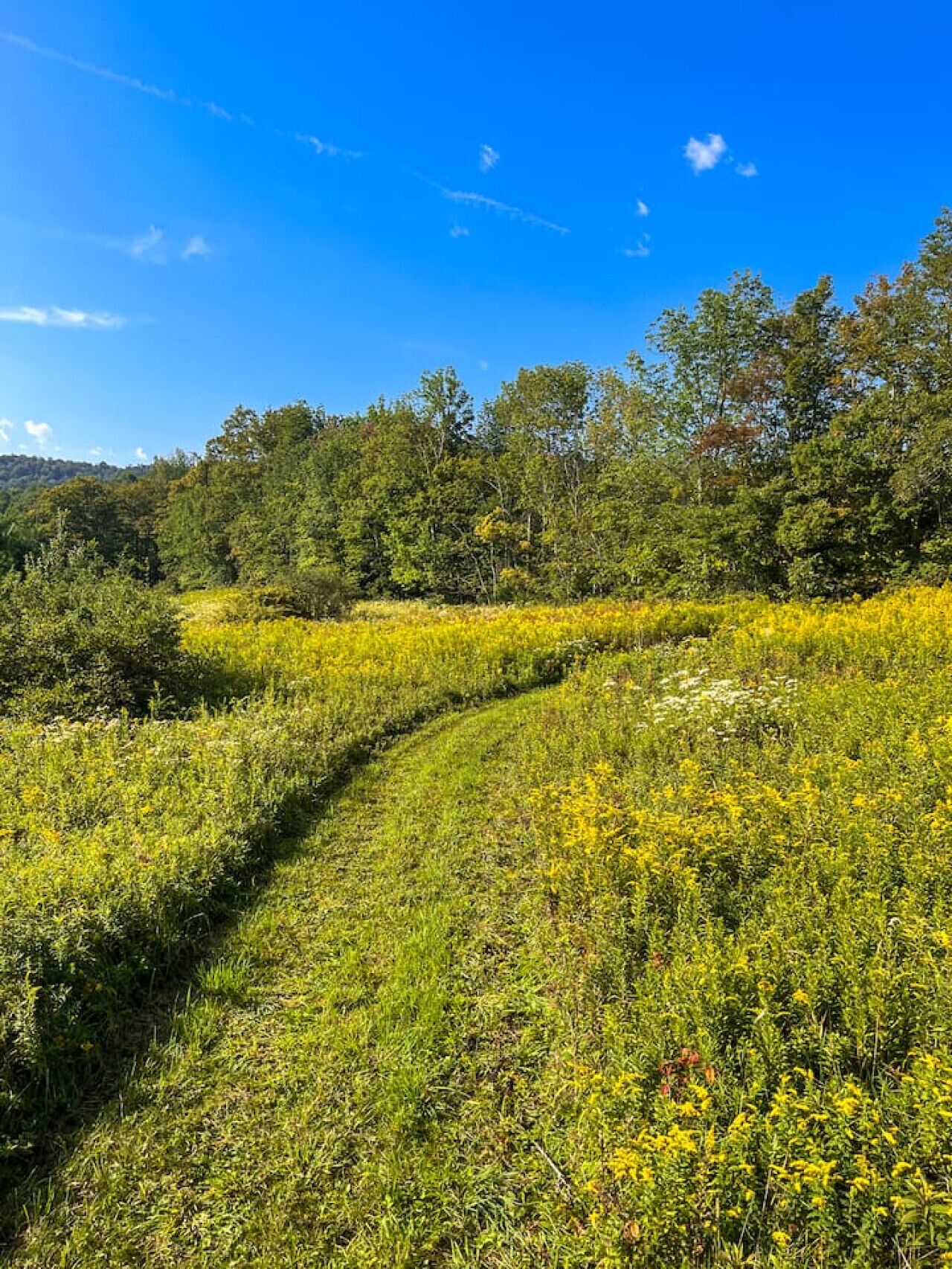 A natural landscape with a winding path through a field of yellow flowers, surrounded by trees and a clear blue sky.