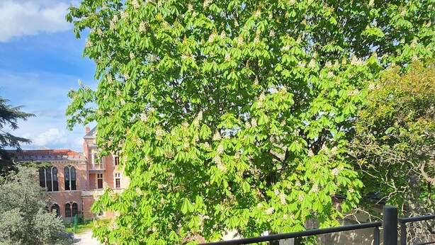 Un sendero bordeado de árboles que lleva a un edificio con fachada de ladrillo rojo y ventanas arqueadas.