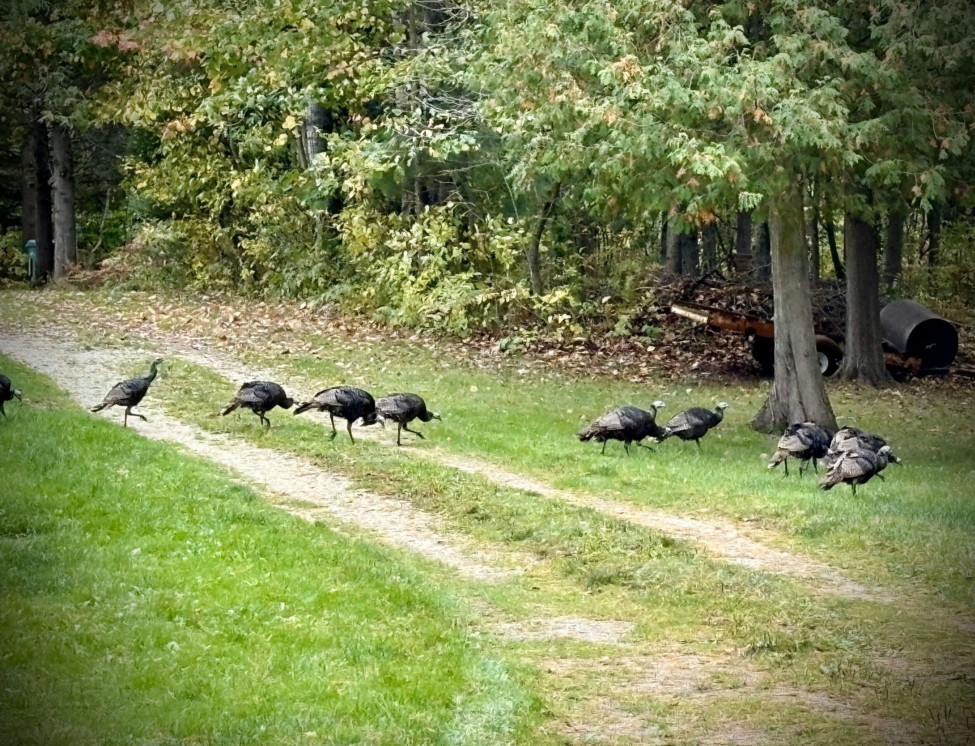 Un grupo de pavos caminando por un sendero cubierto de césped en un área boscosa.