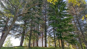 A dense forest with tall trees and a grassy hill. - Cozy home in Marsaglia with kitchen (Marsaglia)