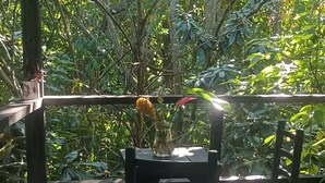 Una terraza de madera con dos sillas y una mesa, rodeada de abundante vegetación.